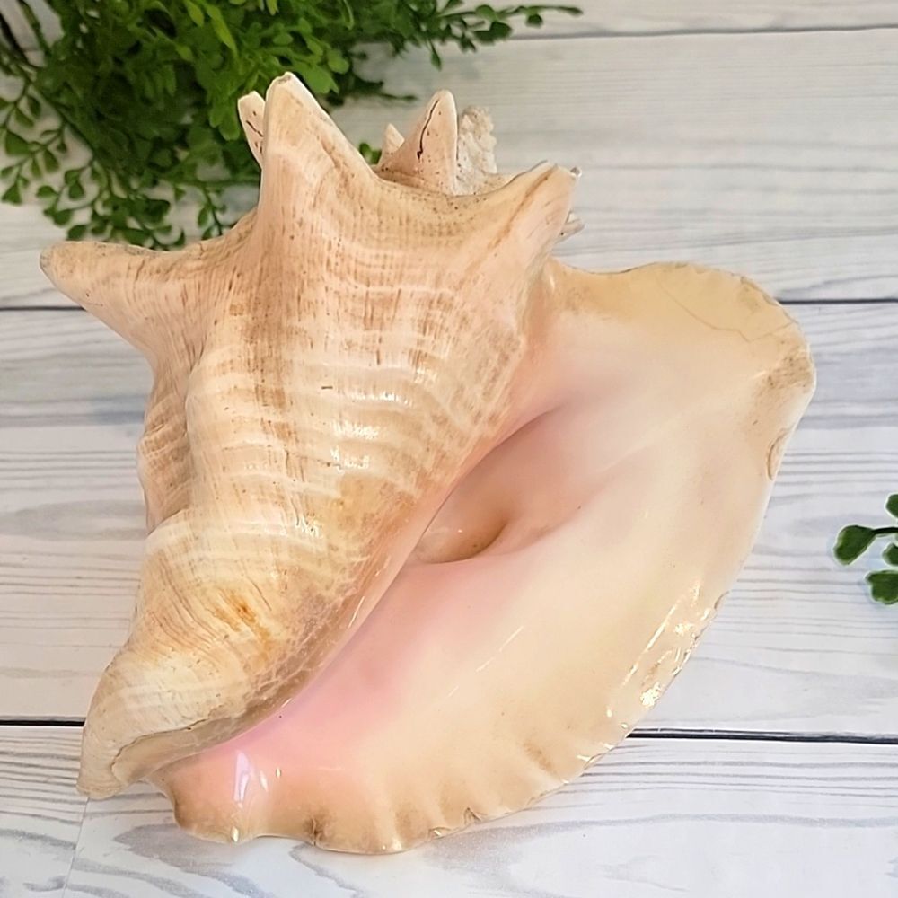 Vintage Natural Conch Shell Decor large size 8" X 6"
